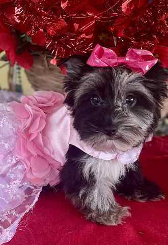 Registered exotic Merle female puppy, Valentines s