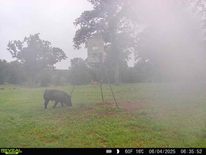 Hog hunts thermal /NV or day hunts .