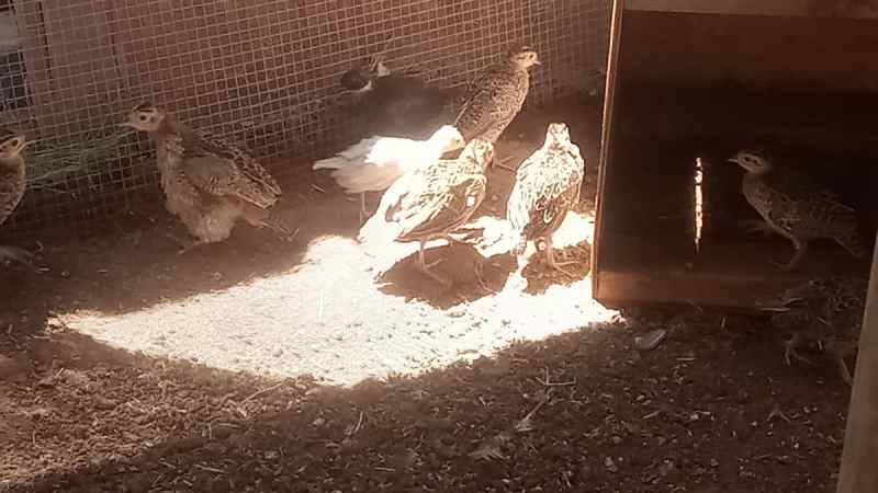 Pheasants for sale or trade 