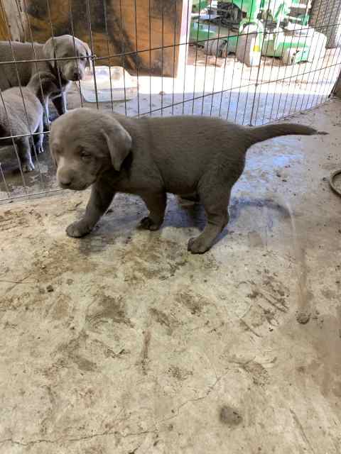 Akc silver Labrador pup for Ruger 10/22