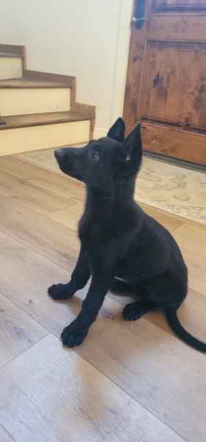Pure Bred German Shepherd Pups
