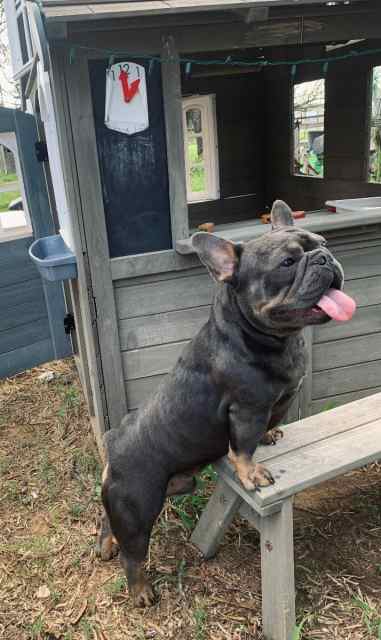 Frenchie service 