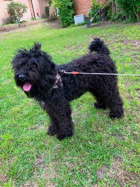 Labradoodle male puppy 