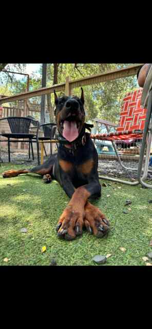 European Doberman’s 